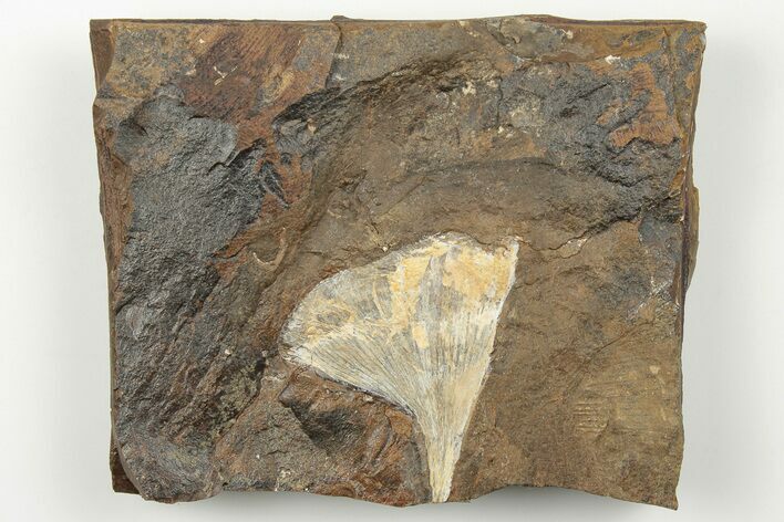 Fossil Ginkgo Leaf From North Dakota - Paleocene #198413